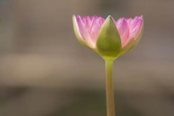 Loto, solus, scintillante alla luce del sole — Foto Stock