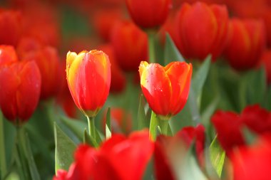 Kırmızı/Sarı laleler