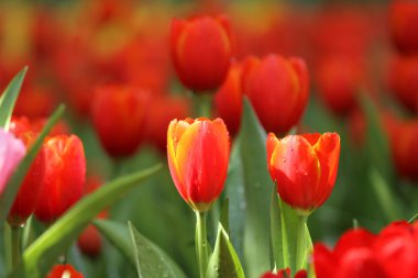 Kırmızı/Sarı laleler