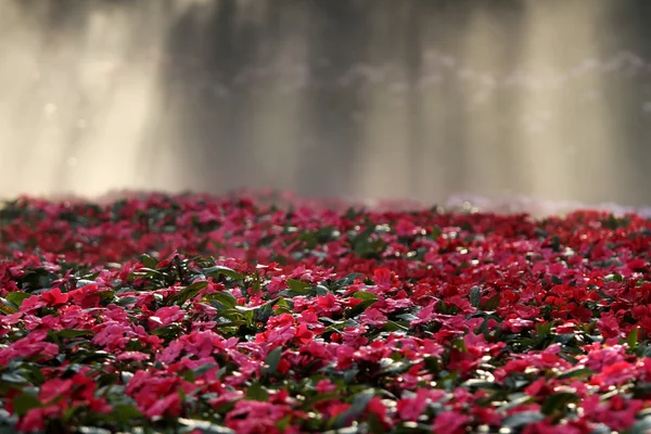 Nascer do sol e nevoeiro sobre flores jardim — Fotografia de Stock