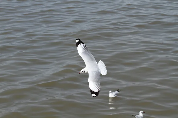 Gaviota en vuelo de alas anchas sobre el mar —  Fotos de Stock