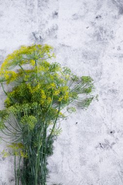 Gri arkaplanda bir demet dereotu