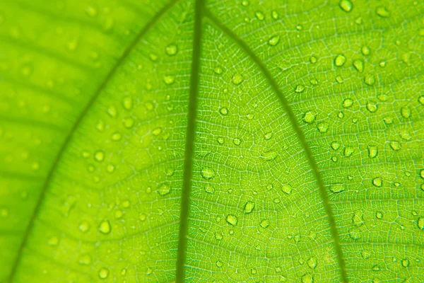 Green fibers leaf and blur focus — Stock Photo, Image