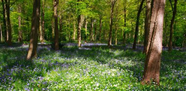 Bluebell ahşap ve ağaçlar