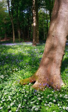 Bluebell ahşap ve ağaçlar