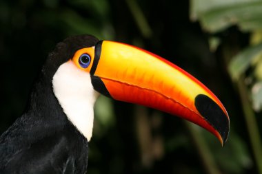 Renkli tucan portre, arka planda yaprakları