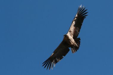 Kanyonda uçan akbaba