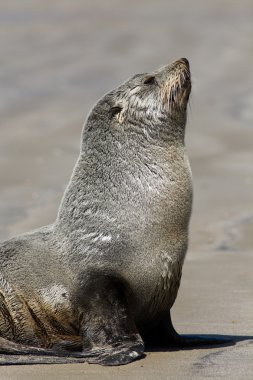 Deniz Aslanları yakın çekim