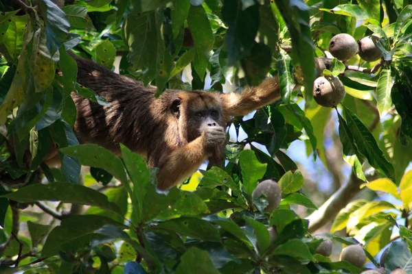 Mono aullador en pantanal, Brasil — Foto de Stock