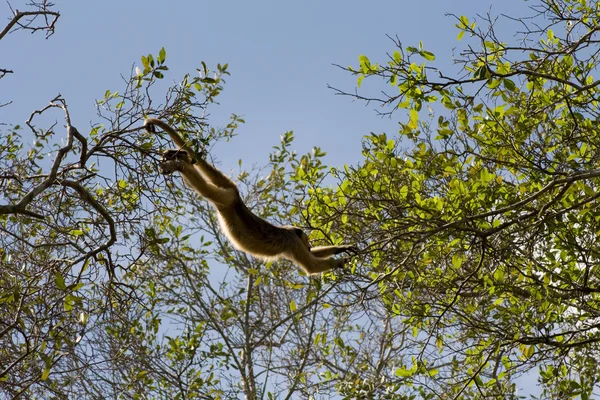 Pantanal, 브라질에에서 기적 원숭이 — 스톡 사진