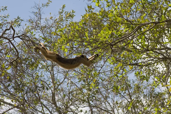 Brulaap aap in de pantanal, Brazilië — Stockfoto