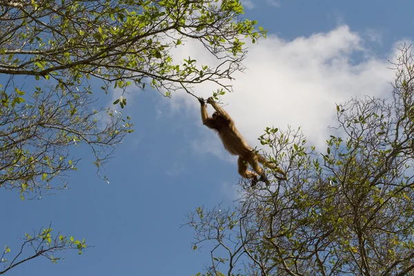 Brulaap aap in de pantanal, Brazilië — Stockfoto