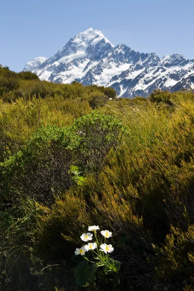 Mt Cook Fleur — Photo