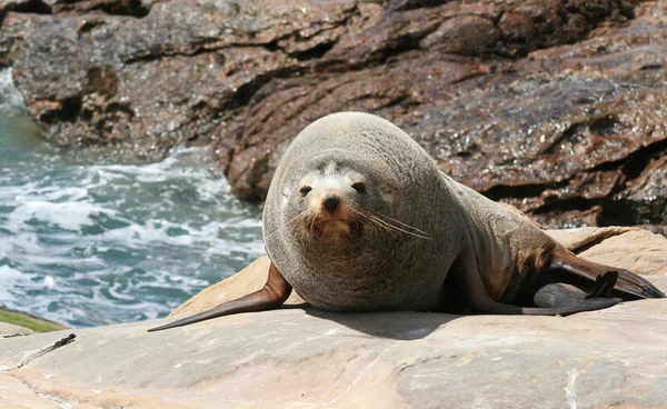 León marino sobre rocas —  Fotos de Stock