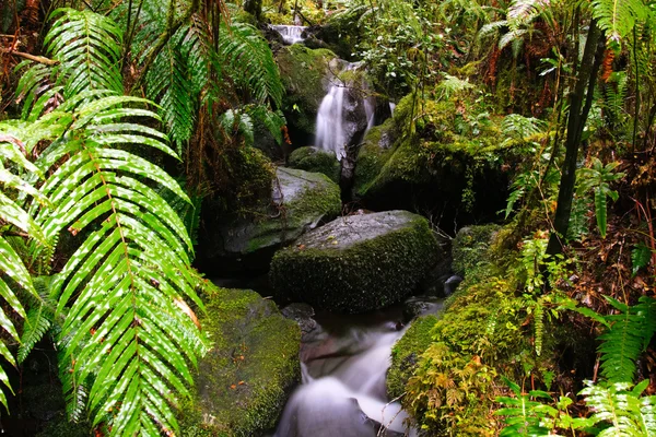 Глибокий потік тропічного лісу Ліцензійні Стокові Зображення