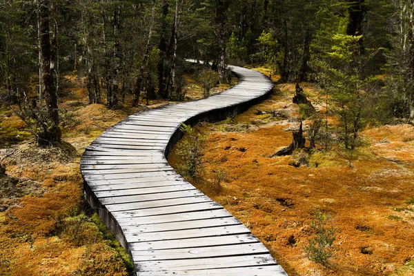 Winding forest walkway — Stock Photo, Image