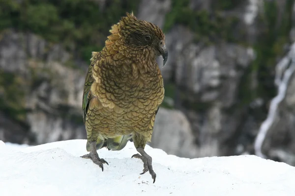 Loro de montaña Kea — Foto de Stock