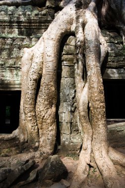 Angkor Tapınağı kalıntıları Ağaç kökleri