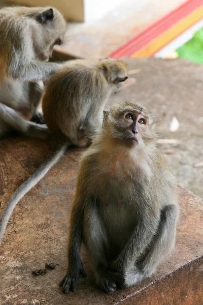 Macaque singe fixer — Photo