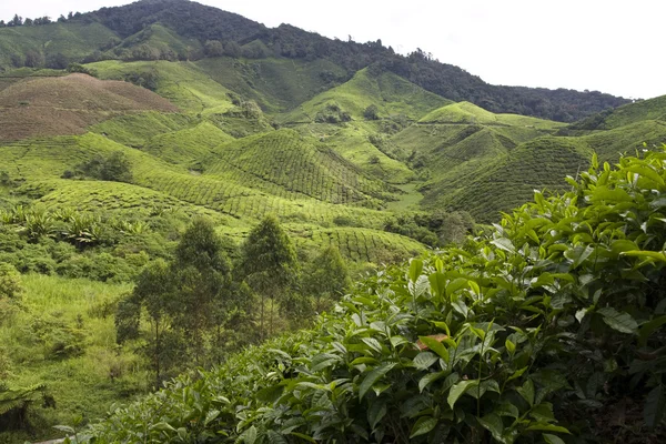 Plantación de té paisaje — Foto de Stock