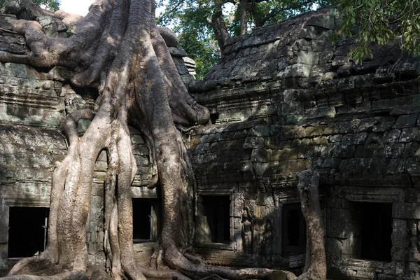Tree roots Angkor Temple Ruins — Stock Photo, Image