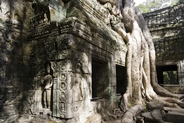 Raízes de árvores Angkor Temple Ruins — Fotografia de Stock