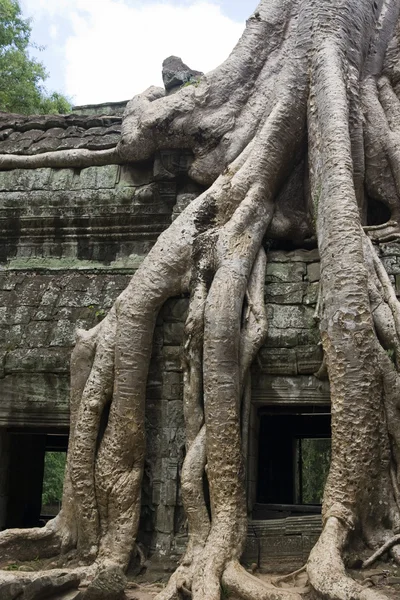 Raíces de árboles Angkor Templo Ruinas —  Fotos de Stock