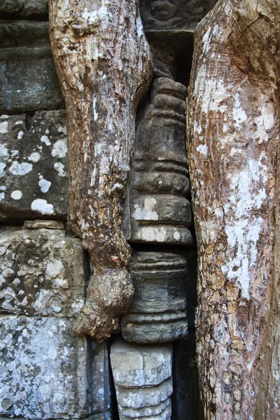 Tree roots Angkor Temple Ruins Stock Picture