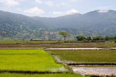 Pirinç çeltik işçi