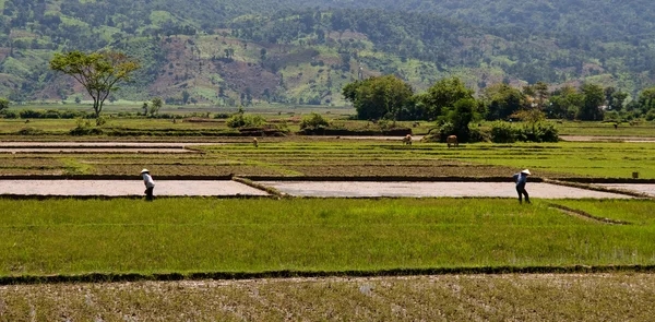 Arroz Paddy Trabalho — Fotografia de Stock