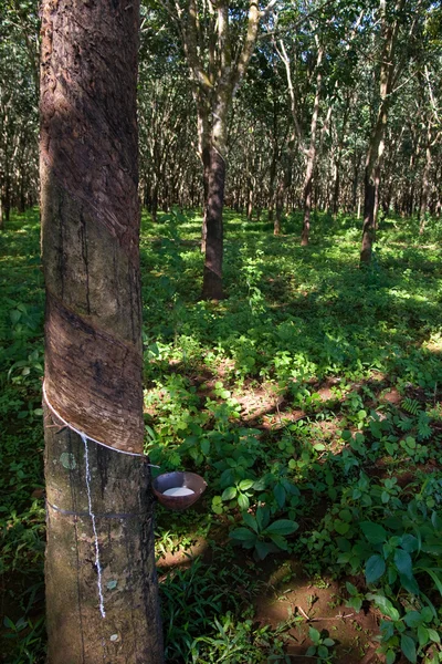 Granja de árboles de caucho — Foto de Stock