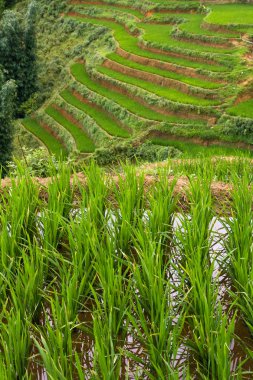 Sular altında pirinç çeltik Teras