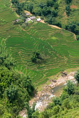 Pirinç çeltik nehir manzarası