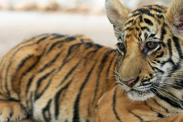 Tigre de bebê perto — Fotografia de Stock