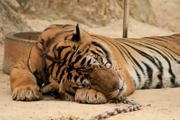 Schlafender Tiger in Nahaufnahme angekettet — Stockfoto