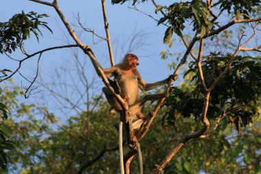 Hortum maymun ağacında
