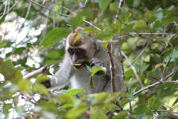 Baby макака мавпи їдять — стокове фото