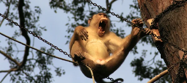 Макака мавпи зубів — стокове фото