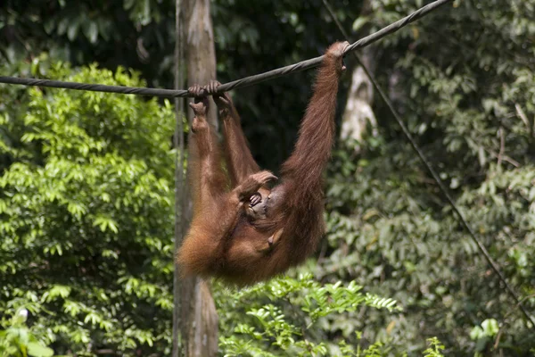 Sepilok Orang-Oetan — Stockfoto