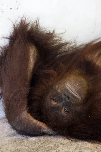 Orangután Modelo Pose —  Fotos de Stock