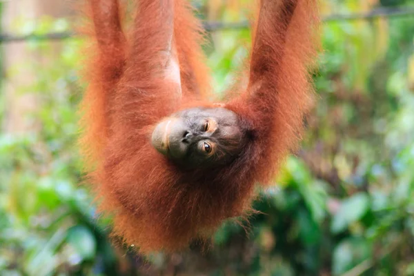 Orangutan asılı ve göz kırpıyor