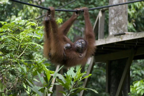 Orang-oetan en baby — Stockfoto