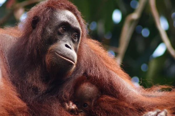 オランウータンの母と子 — ストック写真