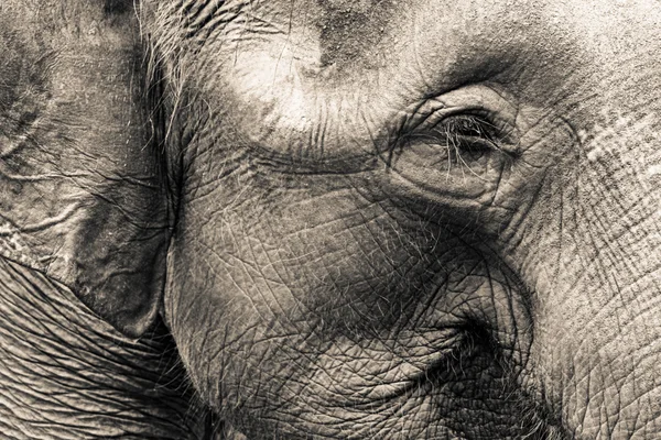 Elefantenkopf-Kunst — Stockfoto