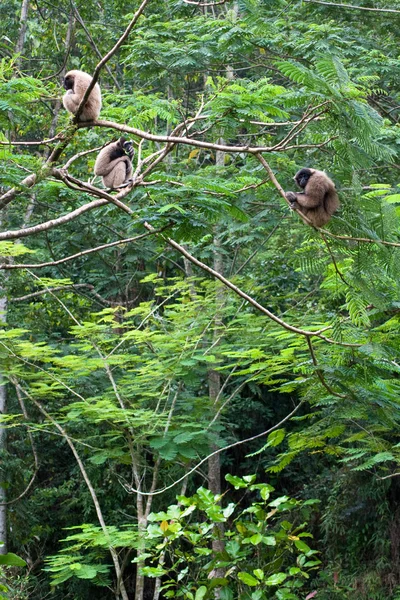 Gibbons in jungle — Stock Photo, Image