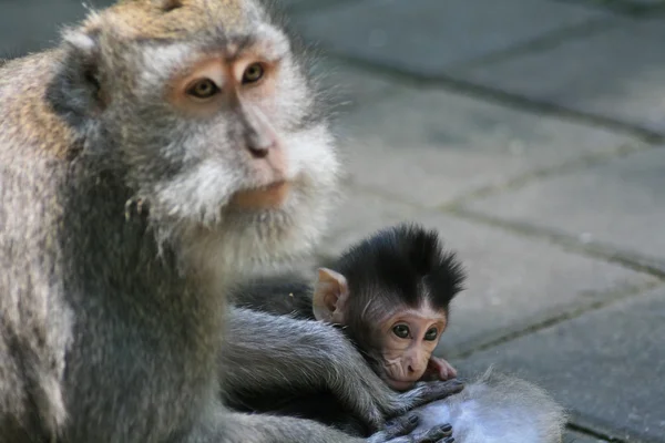 Bebé mono macaco — Foto de Stock