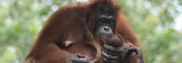 Orangutans segurando bebê — Fotografia de Stock