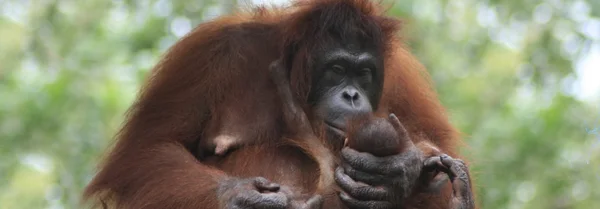 Orang-Utans halten Baby — Stockfoto