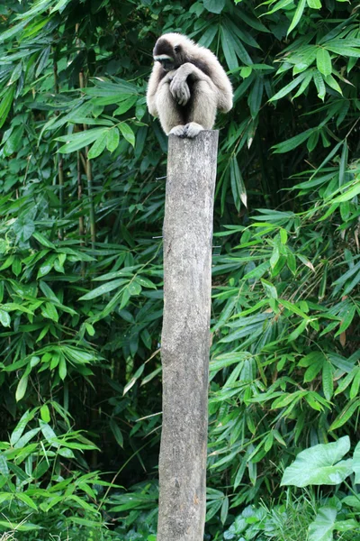 Gibbon seduto sulla posta — Foto Stock