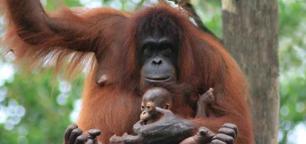 Orang utan mère et bébé — Photo
